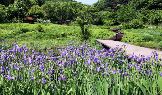Nami Island & Pyunggang Land 1 Day Tour (~Oct)
