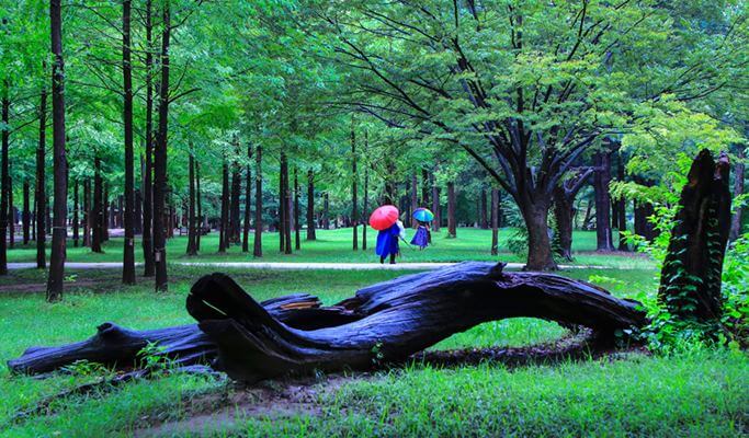 Nami Island & Pyunggang Land 1 Day Tour (~Oct)