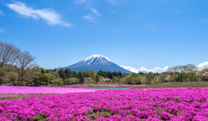 Mt. Fuji Signature Scenic Spots 1 Day Tour from Tokyo