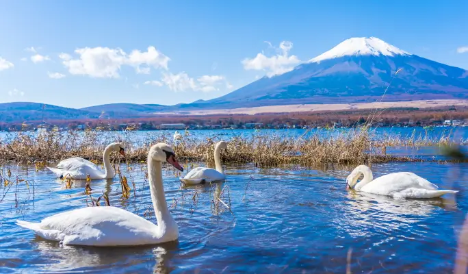 Mt. Fuji Signature Scenic Spots 1 Day Tour from Tokyo