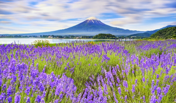 Mt. Fuji Highlight Photo Spots 1 Day Tour from Tokyo