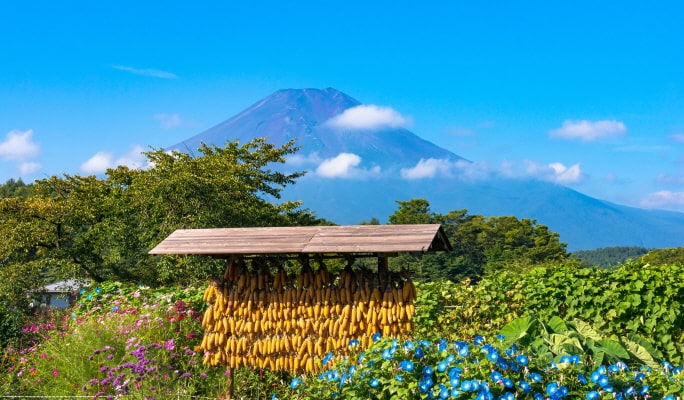 Hakone Ropeway & Pirate Ship & Oshino Hakkai 1 Day Tour from Tokyo