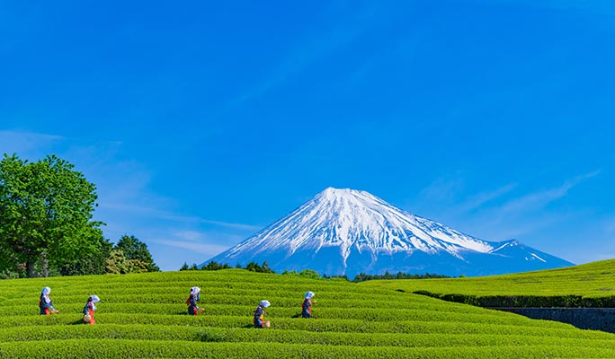Mt. Fuji Highlight Photo Spots 1 Day Tour from Tokyo
