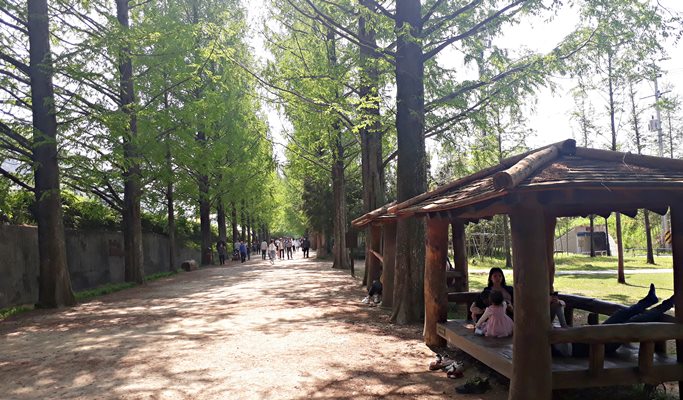Damyang Bamboo Garden (Juknokwon) + Metasequoia Road + Meta Provence + Jeonju Hanok Village 1 Day Tour - from Seoul (~Oct)