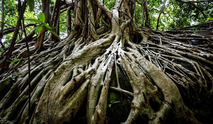 Kulen National Park: Kulen Waterfall + River of Thousand Lingas + Reclining Buddha Statue 1 Day Tour - from Siem Reap