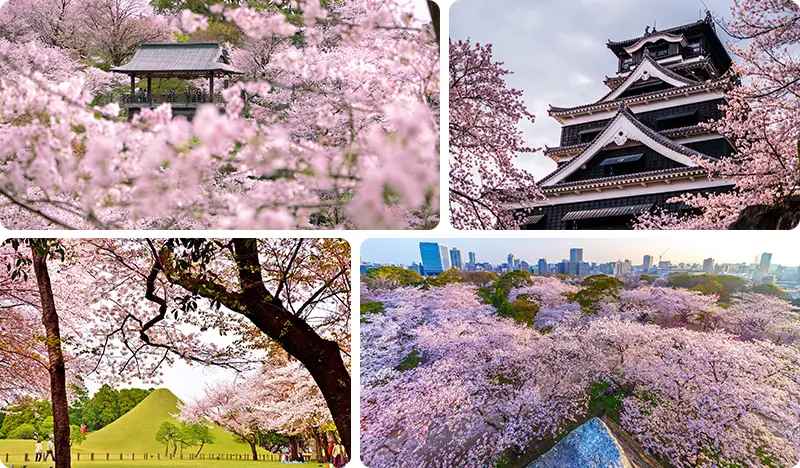 [Spring Special] Kumamoto Cherry Blossom 1 Day Bus Tour from Fukuoka (Mar 23~Apr 11)