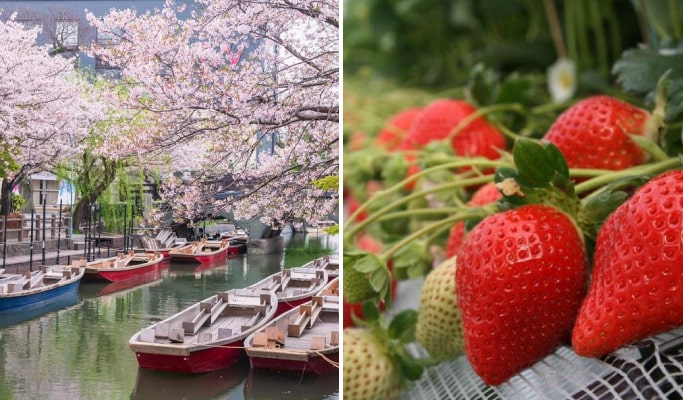 Spring Special: Kyushu Yanagawa River Boat Ride + Strawberry Picking + Saga Castle Ruins 1 Day Tour from Fukuoka (Jan 7~Apr 30)