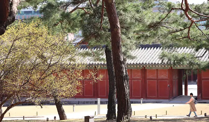 Changgyeonggung Palace (+ Naksan Park/ Gwangjang Market) Night Walking Tour
