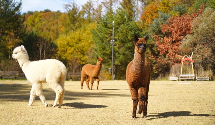 Alpaca World + Nami Island + Samaksan Mountain Lake Cable Car 1 Day Tour - from Seoul