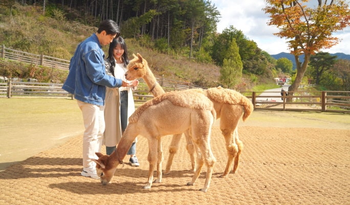 Alpaca World + Nami Island + Samaksan Mountain Lake Cable Car 1 Day Tour - from Seoul