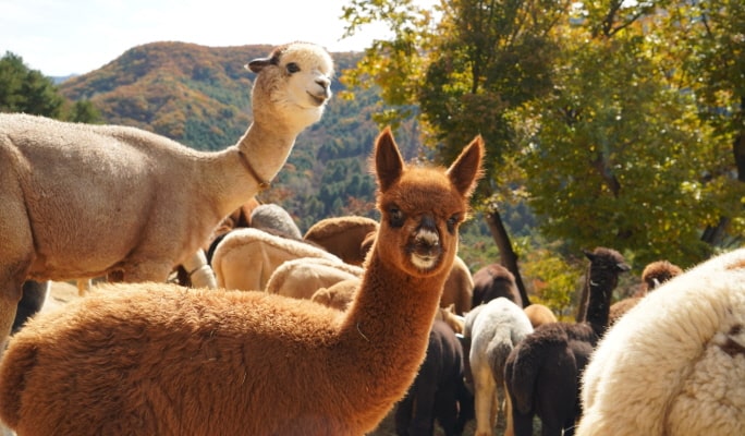 Alpaca World + Nami Island + Samaksan Mountain Lake Cable Car 1 Day Tour - from Seoul
