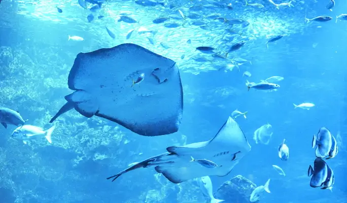 Kyoto Aquarium Admission Ticket