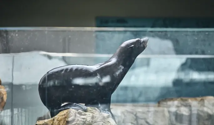 Kyoto Aquarium Admission Ticket