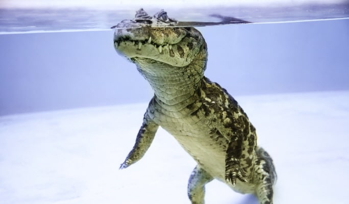 Atagawa Tropical & Alligator Garden Entrance Ticket