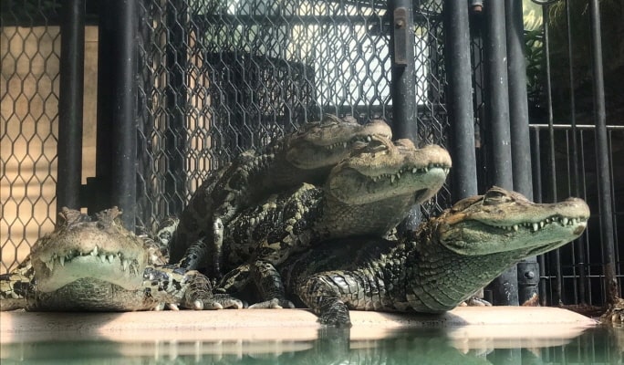 Atagawa Tropical & Alligator Garden Entrance Ticket