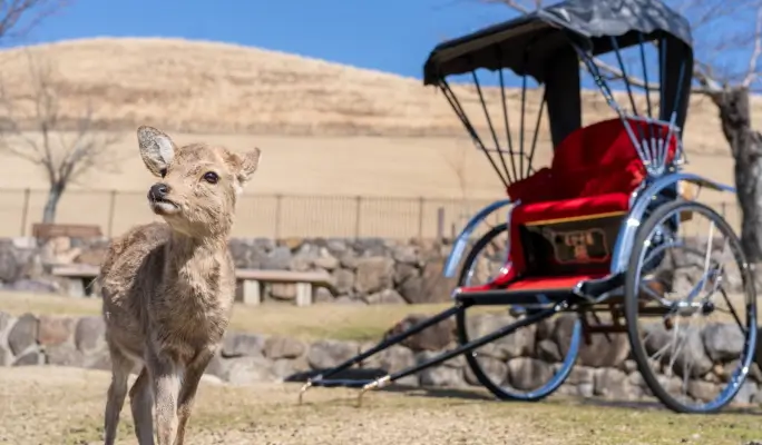 Private Charter Rickshaw Ride in Nara - Explore the City in Style with Ebisuya Rickshaw