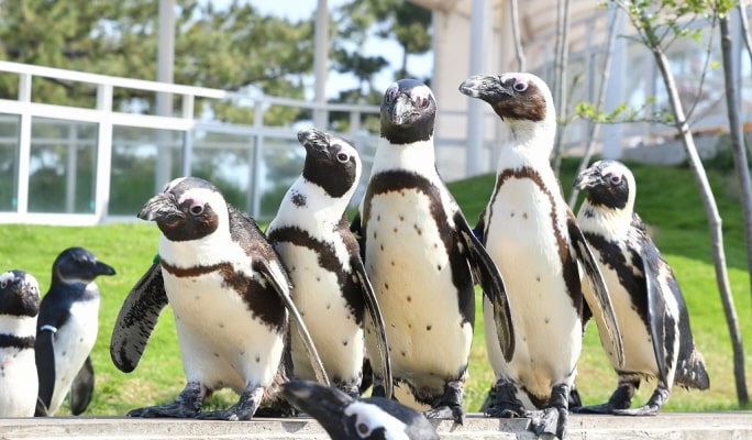 Fukuoka Marine World Uminonakamichi Ticket