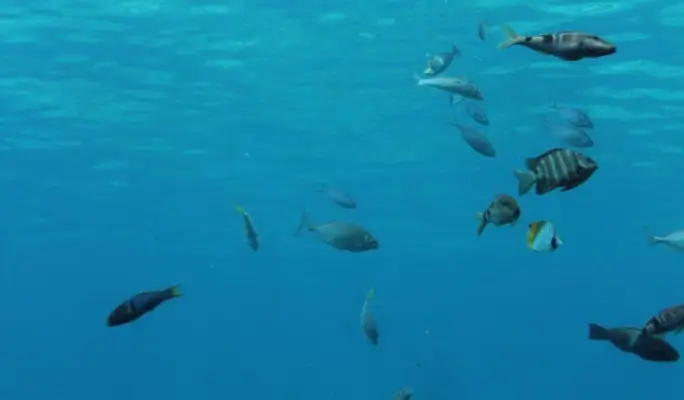 Okinawa Miyakojima Underwater Park Admission Ticket