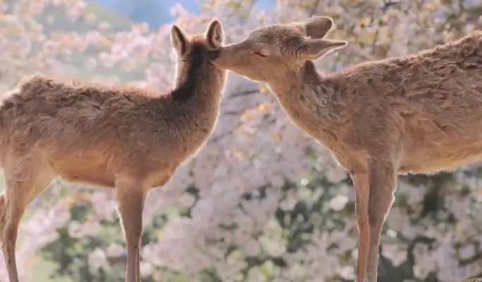Spring Special: Mt. Yoshino Cherry Blossom 1-Day Tour from Osaka