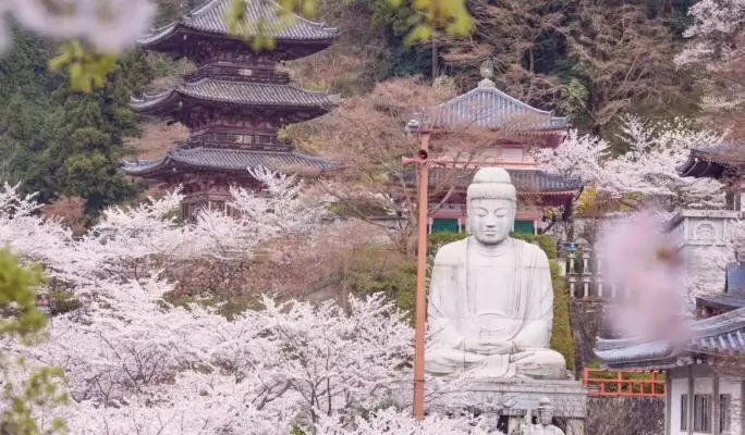 Spring Special: Mt. Yoshino Cherry Blossom 1-Day Tour from Osaka