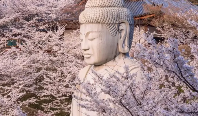 Spring Special: Mt. Yoshino Cherry Blossom 1-Day Tour from Osaka