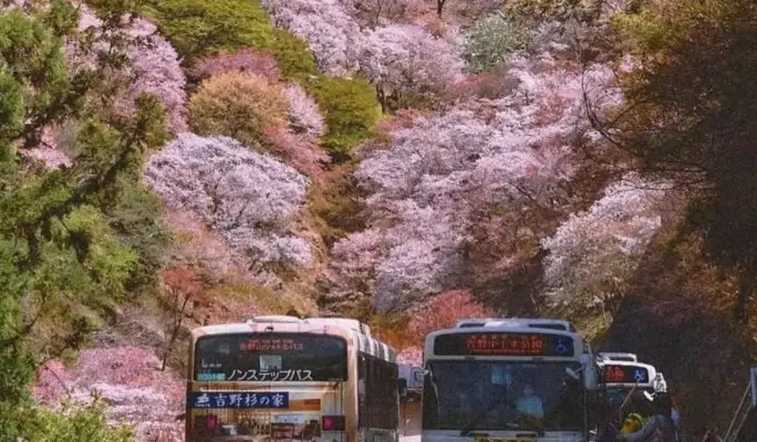 Spring Special: Mt. Yoshino Cherry Blossom 1-Day Tour from Osaka