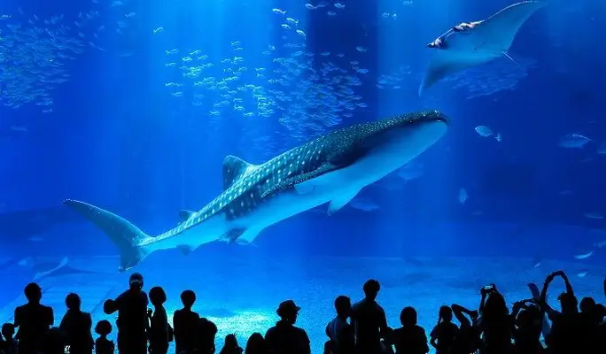 Regular Sightseeing Course B - Ocean Expo Park (Churaumi Aquarium) & Nakijin Castle Ruins