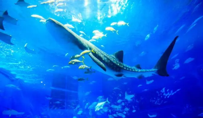 Regular Sightseeing Course B - Ocean Expo Park (Churaumi Aquarium) & Nakijin Castle Ruins