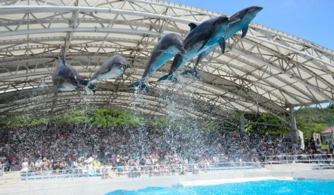 Regular Sightseeing Course B - Ocean Expo Park (Churaumi Aquarium) & Nakijin Castle Ruins