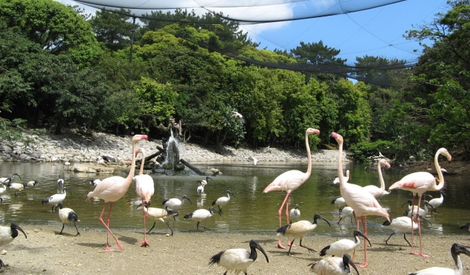Okinawa Neo Park Ticket ( + Okinawa Light Rail / Fureai Hiroba)