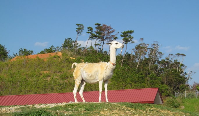 Okinawa Neo Park Ticket ( + Okinawa Light Rail / Fureai Hiroba)