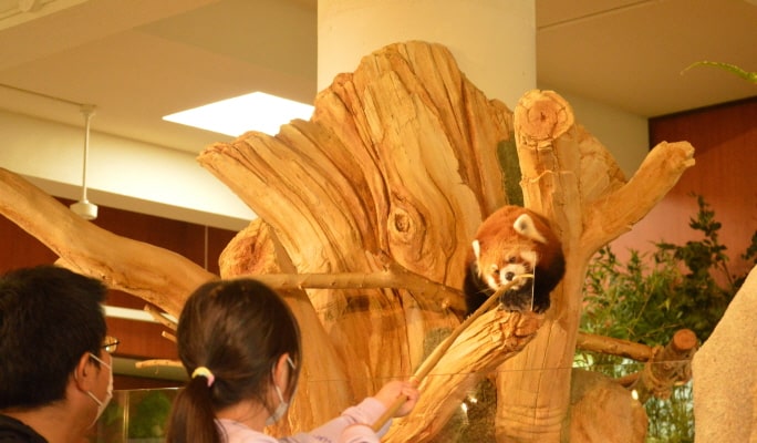 Okinawa Neo Park Ticket ( + Okinawa Light Rail / Fureai Hiroba)