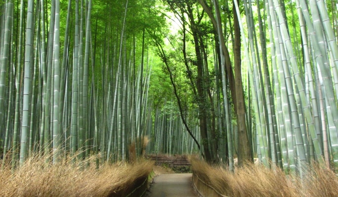Kyoto OKOSHI Sightseeing Bus Tour