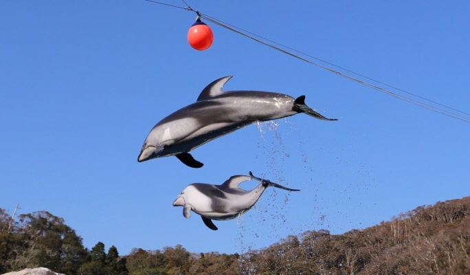 Shimoda Underwater Aquarium Ticket