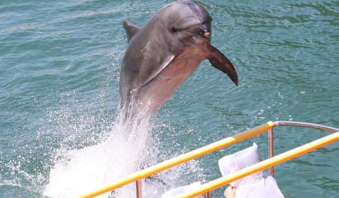 Shimoda Underwater Aquarium Ticket