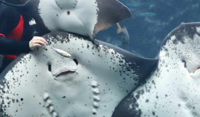 Shimoda Underwater Aquarium Ticket