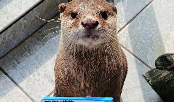 Shimoda Underwater Aquarium Ticket