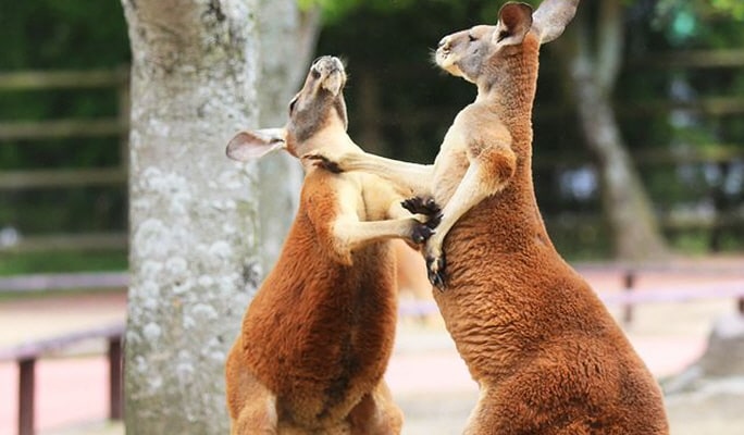 Yufuin & Kyushu Natural Animal Park & Beppu Jigoku 1-Day Tour from Fukuoka