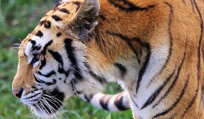Yufuin & Kyushu Natural Animal Park & Beppu Jigoku 1-Day Tour from Fukuoka
