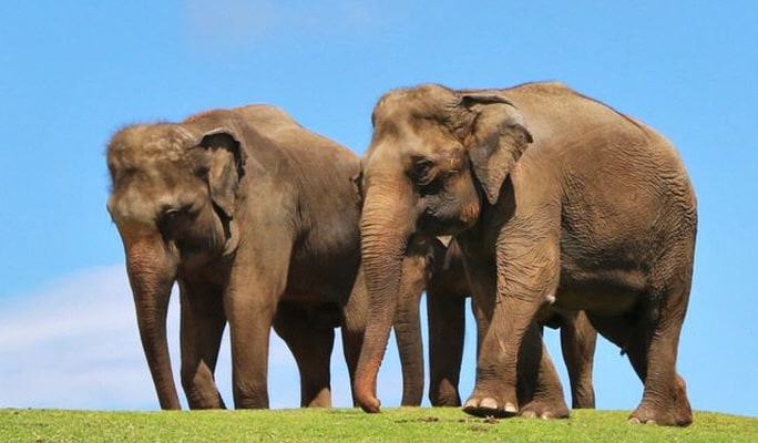 Yufuin & Kyushu Natural Animal Park & Beppu Jigoku 1-Day Tour from Fukuoka