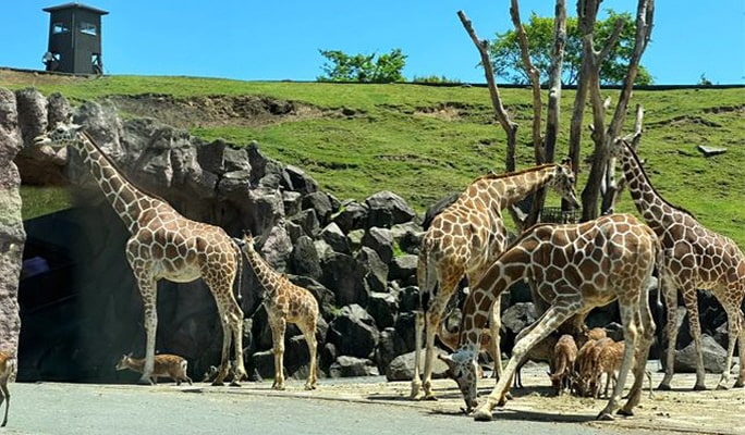 Yufuin & Kyushu Natural Animal Park & Beppu Jigoku 1-Day Tour from Fukuoka