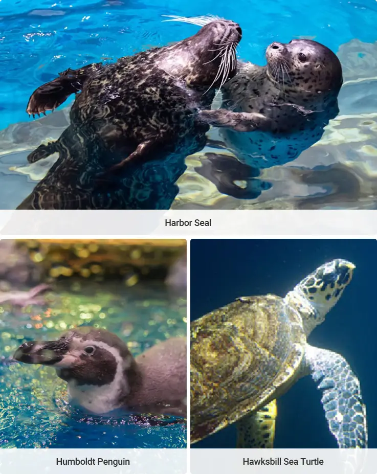 Top sea creatures at Lotte World Aquarium, including seals, penguins, and sea turtles.