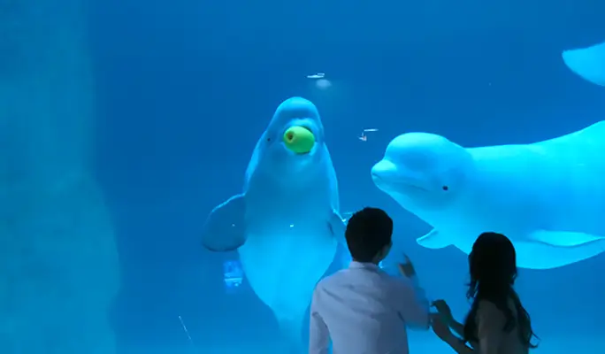 Lotte World (+ Seoul Sky/ Lotte World Aquarium) 1 Day Guided Tour