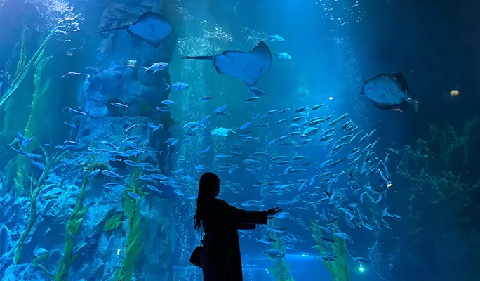 Lotte World (+ Seoul Sky/ Lotte World Aquarium) 1 Day Guided Tour