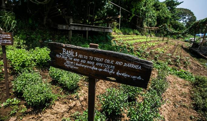 Chiang Mai Mae Ping River Cruise (+Local Meal option)