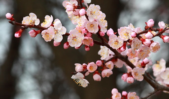 Spring Special: Jeonju Hanok Village & Gwangyang Plum Blossom/ Donghaksa Temple/ Maisan Mountain Cherry Blossom Festival - from Seoul (Mar 14~Apr 18)