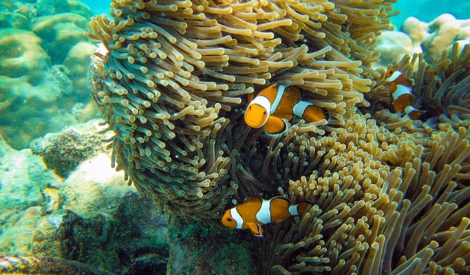 Maiton Island 1 Day Tour by Speedboat/Yacht Catamaran (+Lunch/Dinner/Snorkeling) - from Phuket