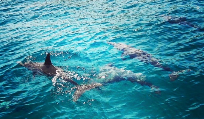 Racha Island (Raya Island) 1 Day Tour by Speedboat/Catamaran (+Lunch/Snorkeling) - from Phuket