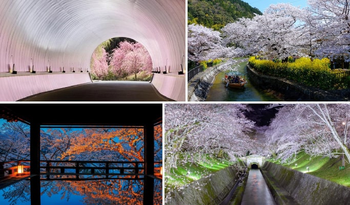 Spring Special: Miho Museum & Mii-dera Temple & Lake Biwa Night Cherry Blossom Tour from Osaka/Kyoto (Mar 25~Apr 15)