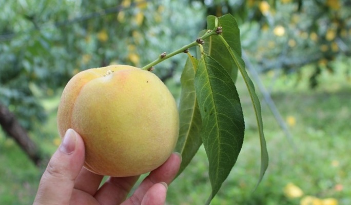 Milk Cow Farm + Peach Farm + Korean Folk Village 1 Day Tour (~Oct 12)
